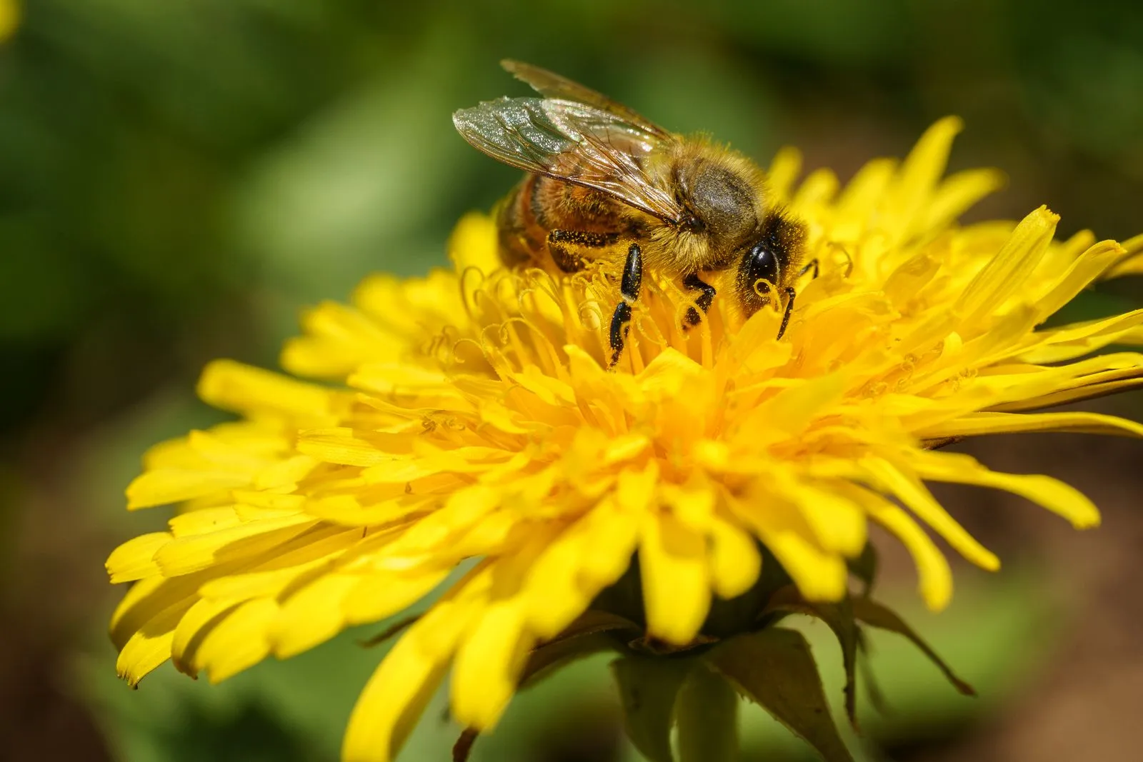How to Prepare for Ottawa Allergy Season